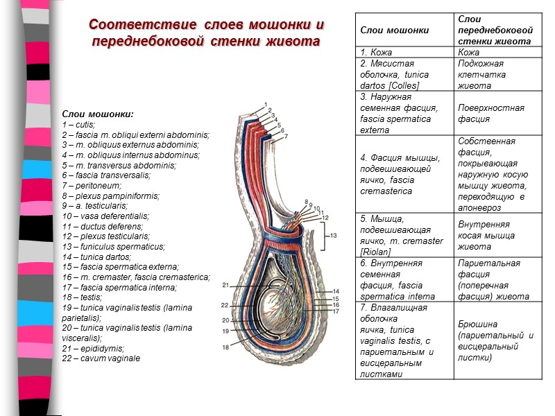 Слои мошонки:  1 – cutis;  2 – fascia m. obliqui externi abdominis;